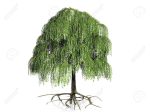 10974653-the-willow-tree-on-a-white-background-Stock-Photo
